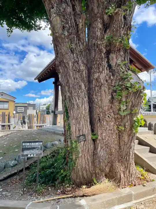 真勝院(東京都)
