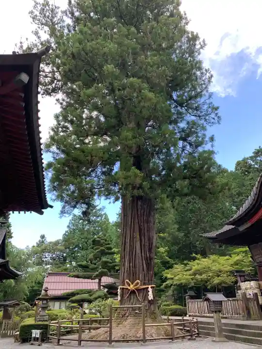 北口本宮冨士浅間神社の自然