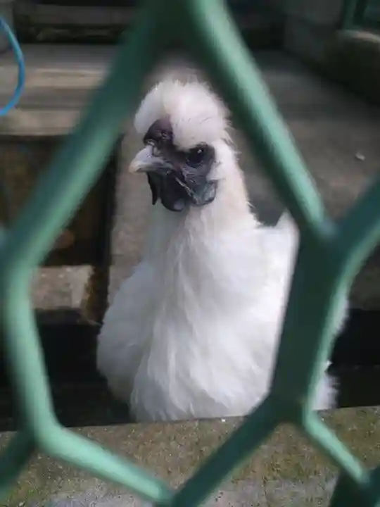 阿智神社の動物