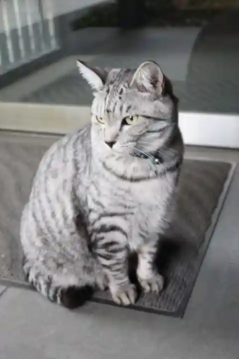 回向院(東京都)