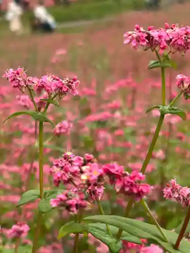 一宮神社(長野県)