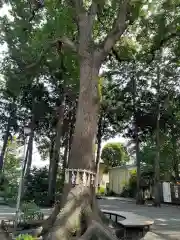 星川杉山神社の自然