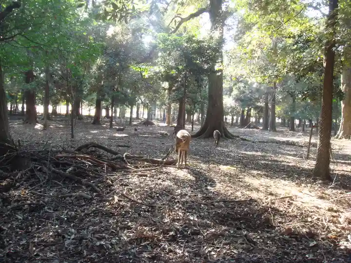 春日大社の動物
