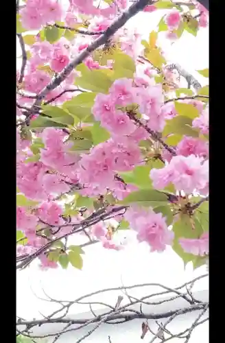 桜神宮(東京都)