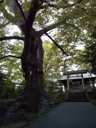 愛宕神社の自然