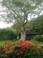 猿田彦神社の自然