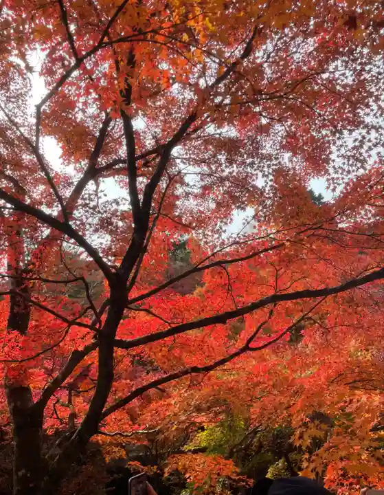 東福禅寺(東福寺)の自然
