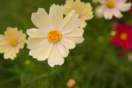 般若寺 ❁﻿コスモス寺❁(奈良県)