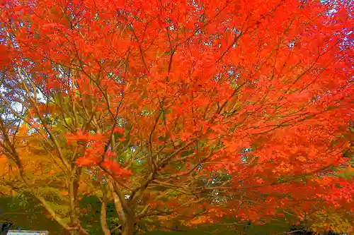 龍安寺の景色