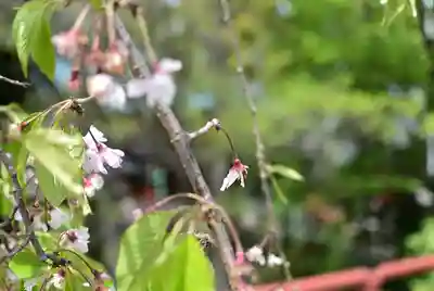多摩川浅間神社(東京都)