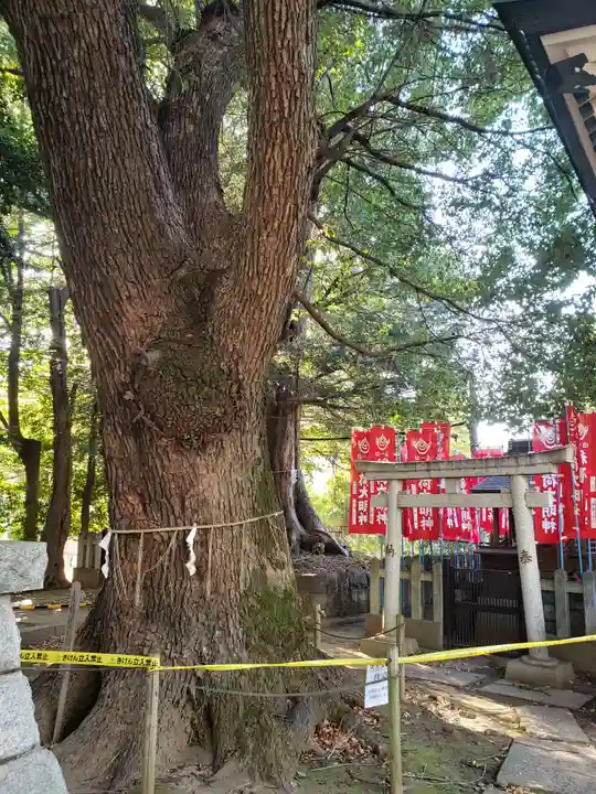 諏訪神社の自然