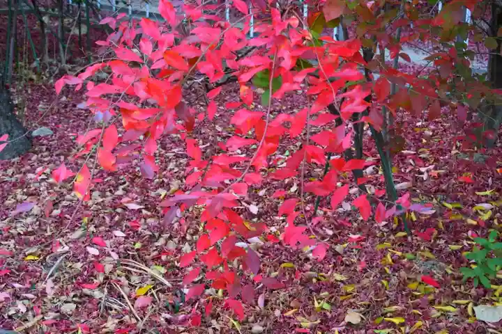 開成山大神宮の自然