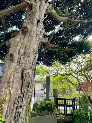 妙隆寺(神奈川県)