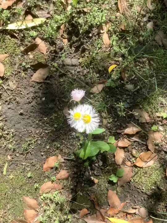若宮神明社の自然