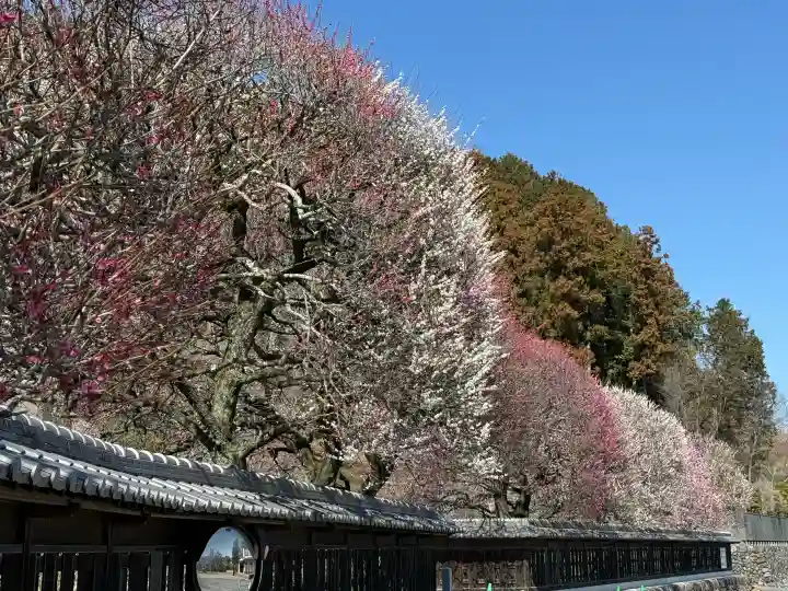 高麗神社の{uncategorized: "未分類", other: "その他", undefined: "問題あり", building: "その他建物", grave: "お墓", sacred_gate: "鳥居", guardian: "狛犬", statue: "像", buddha: "仏像", history: "歴史", nature: "自然", garden: "庭園", animal: "動物", pagoda: "塔", temizu: "手水舎", mountain_gate: "山門・神門", sanctuary: "本殿・本堂", subordinate: "末社・摂社", art: "芸術", scenery: "景色", jizo: "地蔵", ema: "絵馬", goshuin: "御朱印", omikuji: "おみくじ", items: "授与品その他", amulet: "お守り", goshuincho: "御朱印帳", eats: "食事", festival: "お祭り", votive_dance: "神楽", shichigosan: "七五三参", wedding: "結婚式", experience: "体験その他", initially: "初詣", around: "周辺", anti_infection: "感染症対策"}