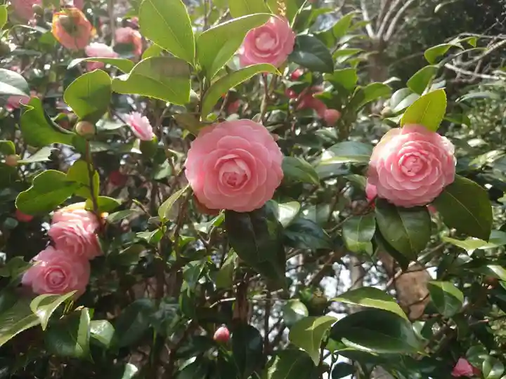 一山神社の自然
