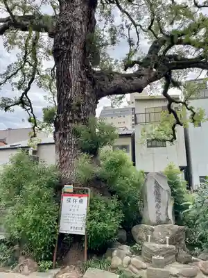 大雄寺(東京都)