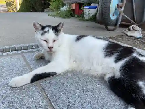 一心寺・一心禅寺の動物
