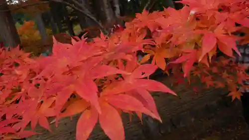 古峯神社の自然