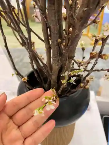 メノコト神社(京都府)