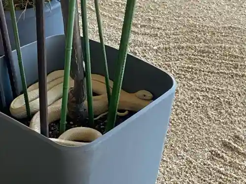 岩国白蛇神社の{uncategorized: "未分類", other: "その他", undefined: "問題あり", building: "その他建物", grave: "お墓", sacred_gate: "鳥居", guardian: "狛犬", statue: "像", buddha: "仏像", history: "歴史", nature: "自然", garden: "庭園", animal: "動物", pagoda: "塔", temizu: "手水舎", mountain_gate: "山門・神門", sanctuary: "本殿・本堂", subordinate: "末社・摂社", art: "芸術", scenery: "景色", jizo: "地蔵", ema: "絵馬", goshuin: "御朱印", omikuji: "おみくじ", items: "授与品その他", amulet: "お守り", goshuincho: "御朱印帳", eats: "食事", festival: "お祭り", votive_dance: "神楽", shichigosan: "七五三参", wedding: "結婚式", experience: "体験その他", initially: "初詣", around: "周辺", anti_infection: "感染症対策"}