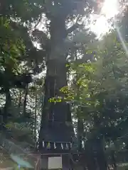 麻賀多神社(千葉県)