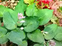 寿量山 速成寺の自然