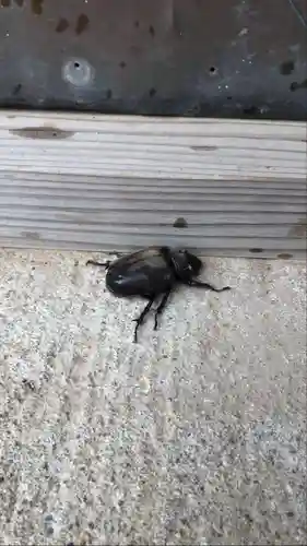 伏木香取神社の動物