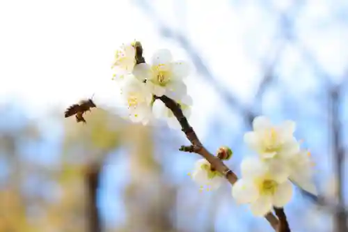 三津厳島神社の自然