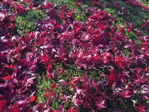 禅林寺（永観堂）の自然