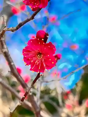 四倉諏訪神社の自然