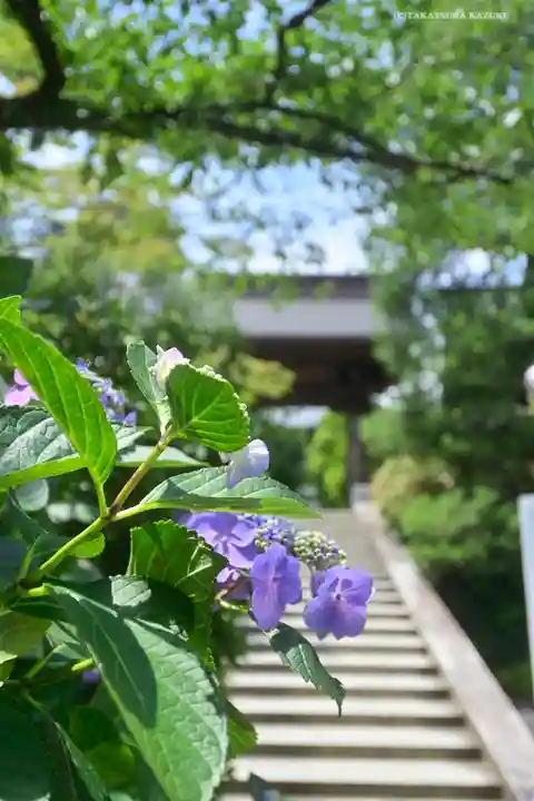 高幡不動尊 金剛寺の庭園