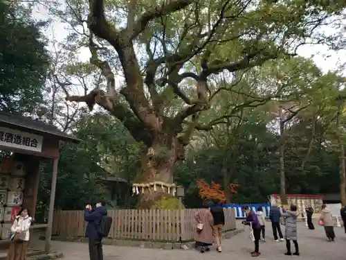 熱田神宮の自然