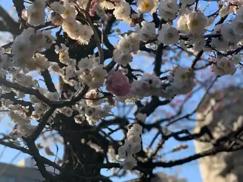 薭田神社の自然