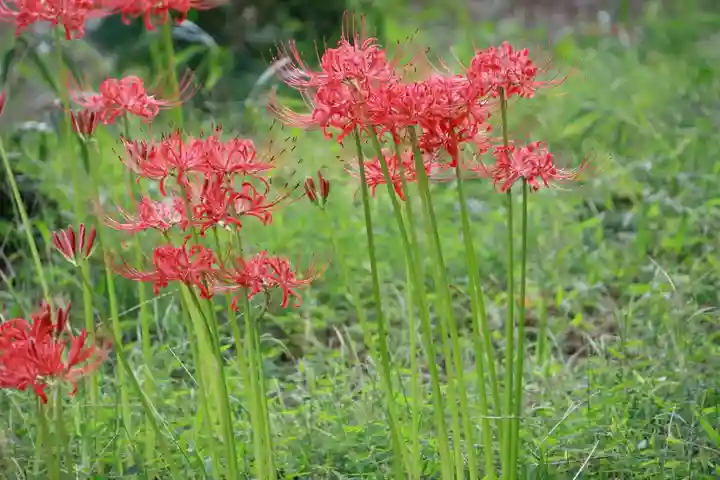八幡神社(岩窪切岸城址)の自然
