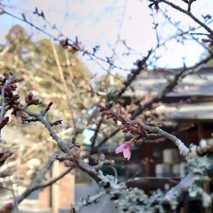 小御門神社の自然