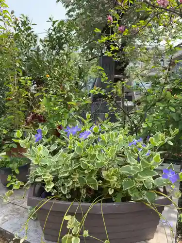 谷中 妙福寺(東京都)