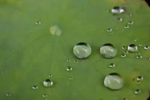 下総国三山　二宮神社の自然