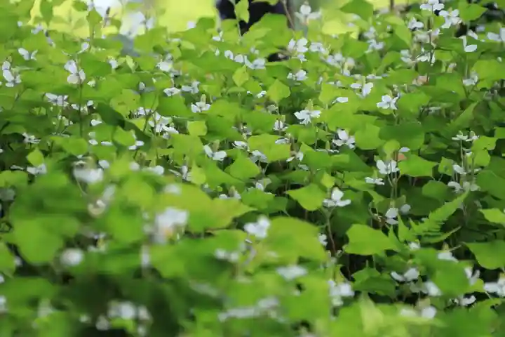 豊景神社の自然