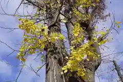 阿邪訶根神社の自然