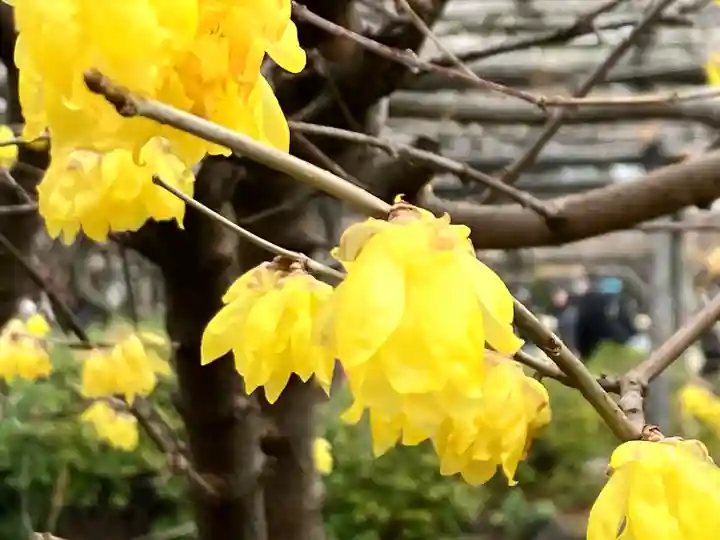 亀戸天神社(東京都)