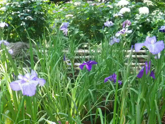 葛原岡神社の自然