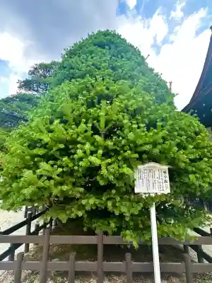 賀茂御祖神社（下鴨神社）(京都府)