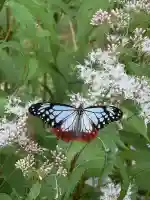 大原野神社(京都府)