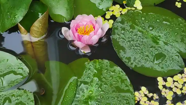 浄明院(愛媛県)