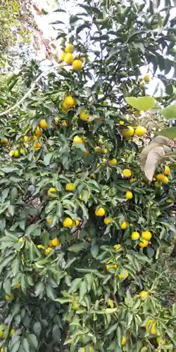 （中）天満神社(京都府)