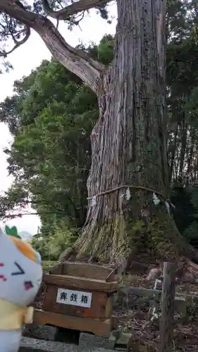 飛龍八幡宮(山口県)