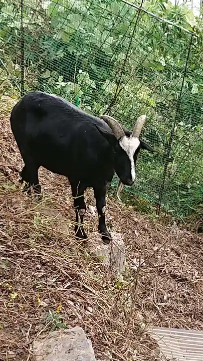 賀茂別雷神社の動物