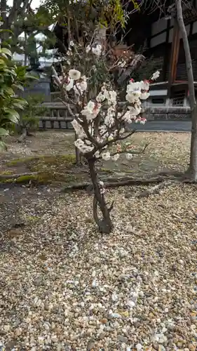 墨染寺（桜寺）(京都府)