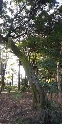 印岐志呂神社の自然